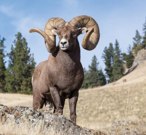 Ram Mystique - Big Sky Journal Wild Sheep, Sky Journal, Aries The Ram, Mountain Sheep, An Intruder, Castlevania Anime, Big Horn Sheep, Animals Photography, The Ram