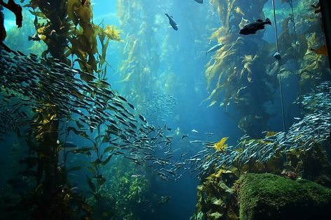 Forest Ecosystem, Kelp Forest, Heat Waves, 인물 드로잉, Marine Biology, Ocean Creatures, Underwater Photography, Sealife, Underwater World