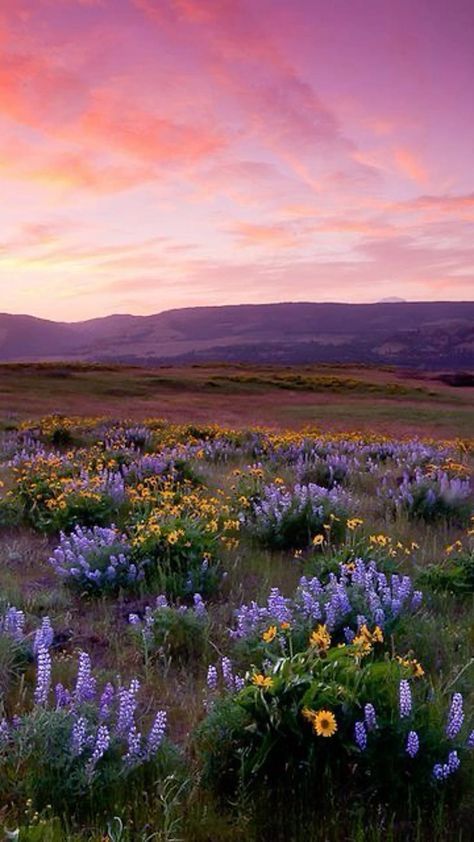 심플한 그림, Open Field, Pretty Sky, Sunset Pictures, Alam Yang Indah, Alam Semula Jadi, Nature Aesthetic, Sky Aesthetic, Nature Wallpaper