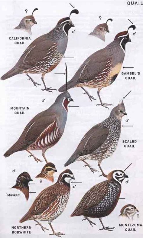 Quail Family, Upland Bird Hunting, Raising Quail, American Birds, Quail Hunting, Quails, Bird Hunting, Hunting Trip, Game Birds