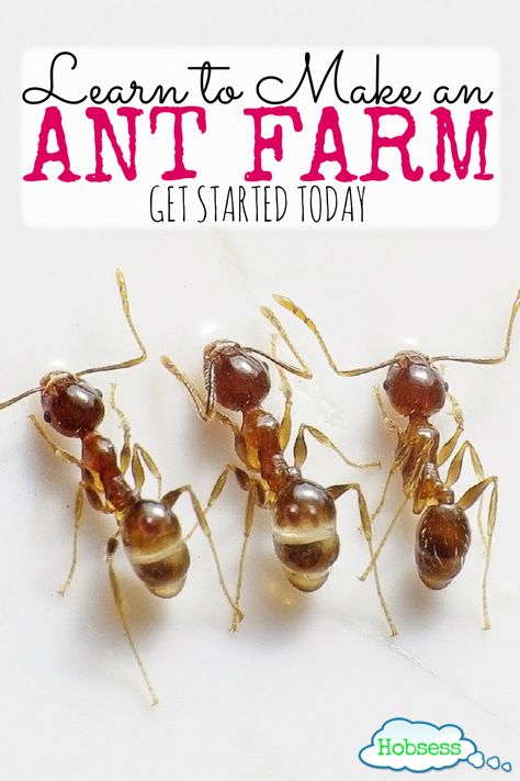 Spring Kindergarten Activities, Home Pest Control, Tiny Ants, Ant Colony, Ant Farm, Class Pet, Fly Control, Rid Of Ants, Diy Pest Control