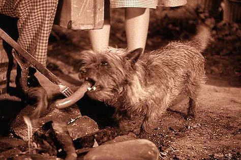 Wizard Of Oz Dog, Wizard Of Oz Toto, Greatest Movies Of All Time, Wizard Of Oz Movie, Greatest Movies, Wizard Of Oz 1939, Movies Of All Time, There's No Place Like Home, Land Of Oz