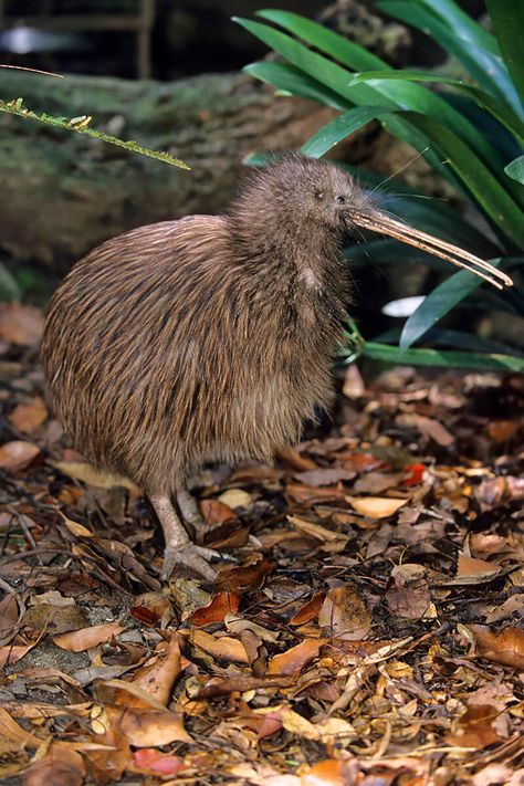 Image Kiwi, Emu Egg, Kiwi Bird, Flightless Bird, San Diego Zoo, Types Of Animals, Gods Creation, Bird Photography, Zoo Animals