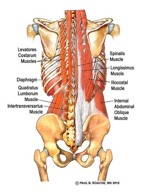 Yoga Anatomy Glues, Hamstrings, Adductors| Jason Crandell Vinyasa Yoga Method Paraspinal Muscles, Psoas Release, Human Muscle Anatomy, Bolesti Chrbta, Gross Anatomy, Yoga Anatomy, Human Body Anatomy, Muscle Anatomy, Human Anatomy And Physiology