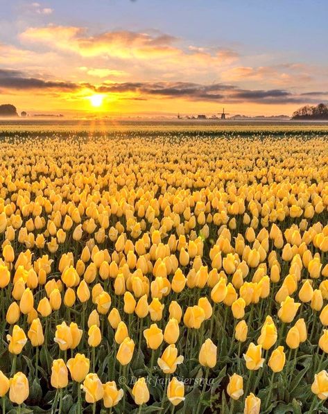 Danielle on Twitter: "Morning 🌄… " Tulip Fields Netherlands, Norway Nature, Field Paint, Dutch Tulip, Field Wallpaper, Boquette Flowers, Tulip Fields, Nothing But Flowers, Yellow Tulips