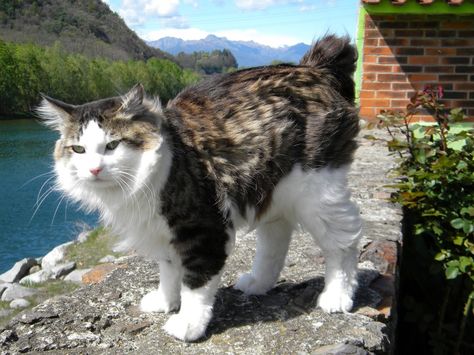 American Bobtail Cat  The American Bobtail Cat is an uncommon breed of domestic cat which was developed in the late 1960s. It is most notable for its stubby "bobbed" tail about one-third to one-half the length of a normal cat's tail.  #American #Bobtail #Cat #Breed #AmericanBobtail #BobtailCat #AmericanBobtailCat #AmericanCat Exotic Cat Breeds, American Bobtail Cat, Purebred Cats, Rare Cat Breeds, American Bobtail, Bobtail Cat, Cat Anatomy, Rare Cats, Cat Toilet