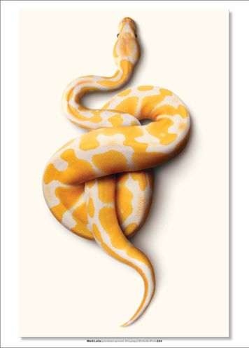 Pretty Snakes, Yellow Snake, Banana Art, Cute Snake, Cute Reptiles, Snake Art, Beautiful Snakes, Reptile Snakes, Reptiles And Amphibians