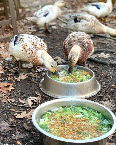 Diy Small Duck Pond, Diy Duck Feed Recipe, Indian Runner Duck Eggs, Duck House Ideas Diy, Diy Duck Coop Ideas, Muscovy Duck Coop, Duck Coop And Run, Homemade Duck Feed, Duck Enrichment