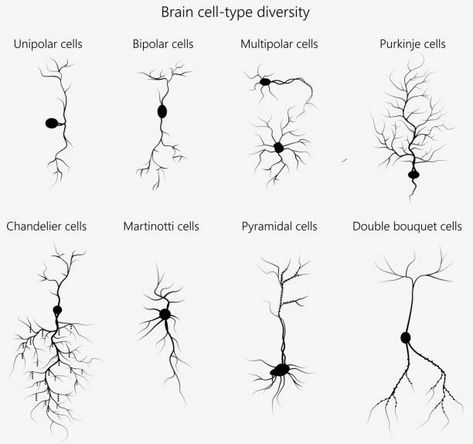 Brain Art Tattoo, Ms Neuron Tattoo, Motor Neurone Disease Tattoo, Synapse Neurons Tattoo, Neuron Tattoo Neuroscience, Neuron Sketch, Neurons Tattoo, Neurology Tattoo, Synapse Neurons Art