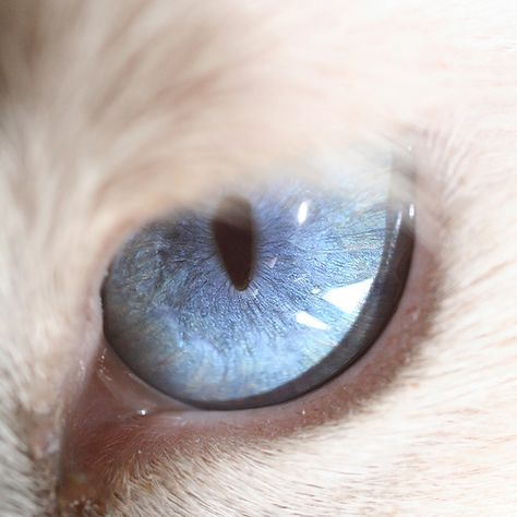 Cats Eye Macro Photography Eyes, Blue Eyes Aesthetic, Kittens Photography, Animal Eyes, Cat With Blue Eyes, Character Aesthetics, Drawing Faces, Cat Eyes, Ragdoll Cat