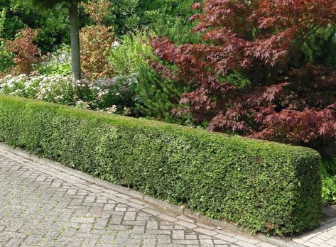 Buy English Yew Hedges | Common Yew Hedging | Hopes Grove Nurseries Yew Hedge, Barberry Bush, East Facing Garden, Lilac Plant, Canadian Hemlock, Box Hedging, Starter House, Taxus Baccata, Flowering Quince