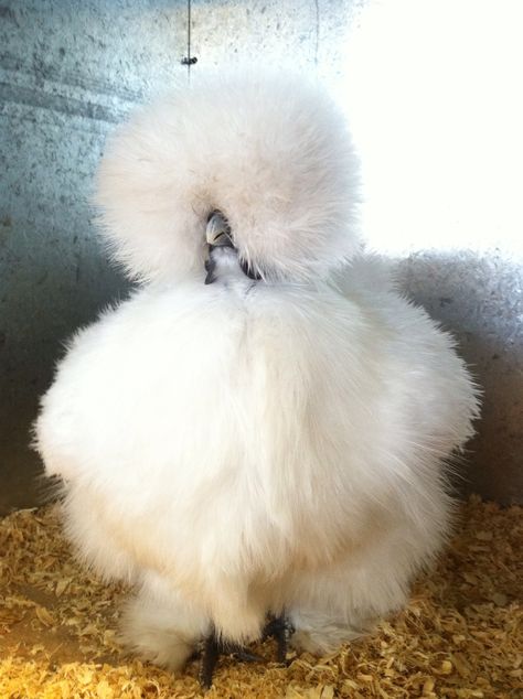 This is a chicken. Seriously. I took this photo at the Royal Melbourne Show. #chicken #cute Silky Chickens, Fluffy Chickens, Silkie Bantam, Awesome Chicken, Tame Animals, Fluffy Chicken, Chicken Coup, Fancy Chickens, Silkie Chickens