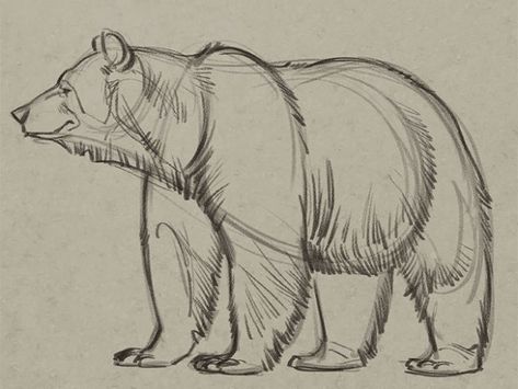 Draw A Bear, Bear Sketch, Bear Drawing, Animal Study, Pencil Art Drawings, Bear Art, Animal Sketches, Learn How To Draw, Realistic Drawings