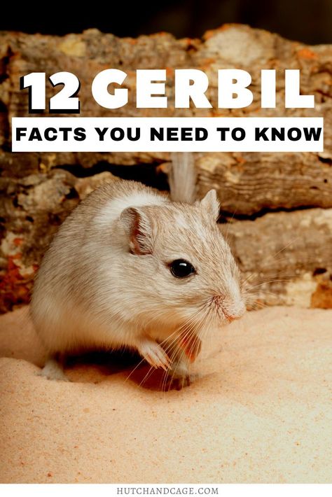 Gerbil Enrichment, Diy Gerbil Toys, Gerbil Toys, Gerbil Cages, Pocket Pet, Natural Ecosystem, Animal Activities, Gerbil, Animal Facts