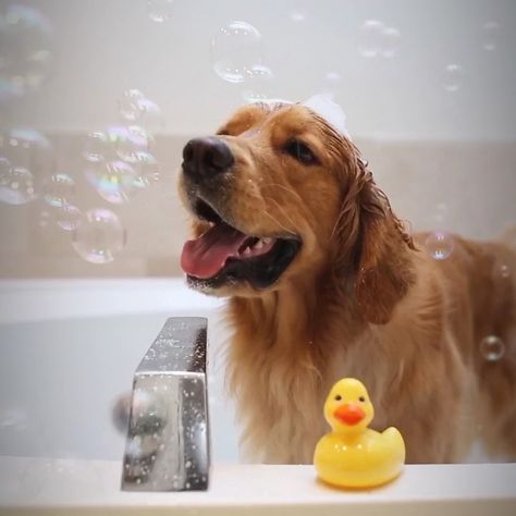 Candice S. on Instagram: “Happy #NationalBubbleBathDay! 🛁Bear actually hates baths, but LOVES bubbles, so I turned on the bubble machine to help associate the tub…” Old Golden Retriever, Puppy Photography, Wet Dog, Bubble Machine, Water Dog, The Bubble, Rubber Ducky, Golden Retrievers, Pet Grooming