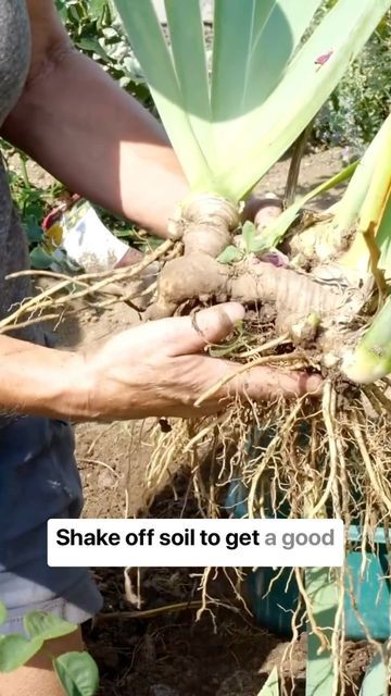 Late Summer Early Fall, Iris Rhizomes, White Flower Farm, Garden Hacks, Shake Off, Instagram Time, Bearded Iris, Shake It Off, Early Fall