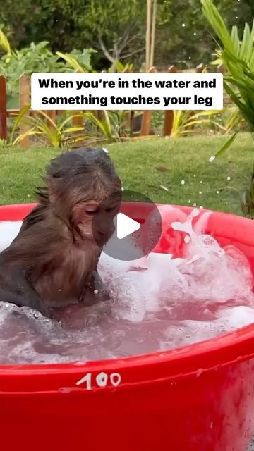 Animal Captions, Funny Animals With Captions, Funny Animal Quotes, Funny Captions, The Untamed, Funny Animal Memes, Fitness Workout For Women, The Funny, Wonderful World