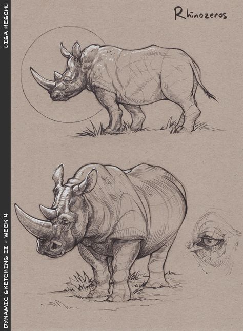 Animal Sketches Anatomy, Pronghorn Antelope Drawing, Animal Anatomy Reference, Animal Gesture Drawing, Rhinoceros Sketch, Rhino Anatomy, Rhino Sketch, Rhino Drawing, Rhino Illustration