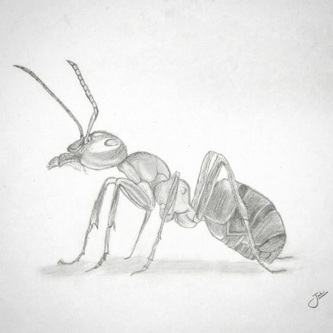 Ant Drawing, Ant Art, Artist Photography, Photography Artwork, Ap Art, Drawing Artist, Pencil Sketch, Art Drawings Sketches, Art Sketchbook