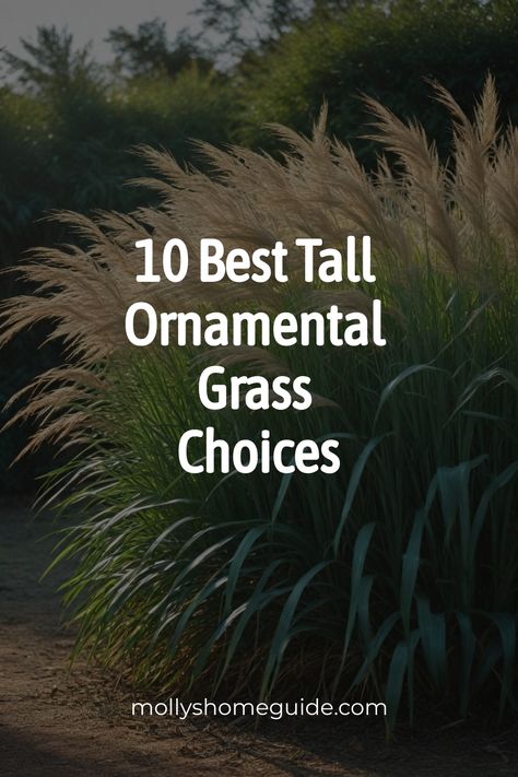 Explore the beauty and versatility of ornamental grasses in landscaping. Discover the best tall ornamental grasses for adding privacy and creating a stunning focal point in your outdoor space. Whether you're looking for tall decorative grasses to enhance your landscape or searching for grass-like plants for added privacy, these ornamental grass varieties are perfect for your needs. Elevate your garden design with these top picks and transform your outdoor area into a peaceful oasis with the best White Muhly Grass Landscaping, Blue Oat Grass Landscape, Hydrangea And Ornamental Grasses, Ornamental Grass Hedge, Full Sun Tall Plants, Ornamental Grasses For Privacy, Landscaping With Bamboo, Landscape Grasses Ornamental, Types Of Grasses Landscaping