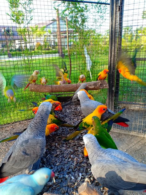 Parrot Habitat, Parrot Aviary, Outdoor Aviary, Living In Luxury, Best Pet Birds, Birds Cage, Birds For Kids, Talking Parrots, Farm Lifestyle