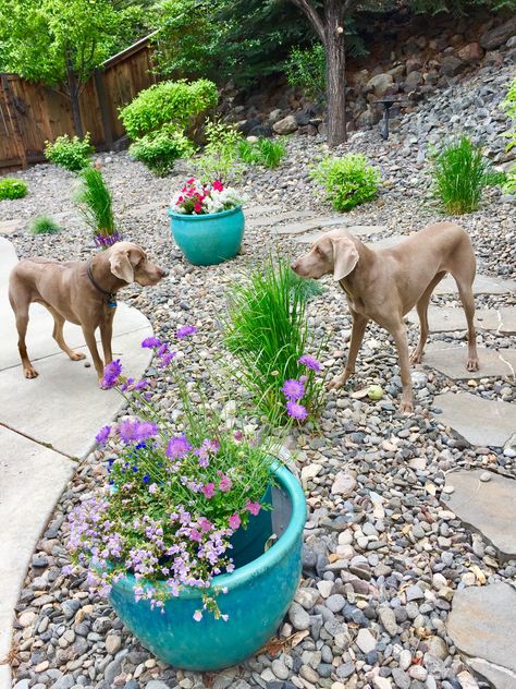 Dog Friendly Backyard Ground Covering, Dog Friendly Xeriscaping, Backyard Ideas For Dogs That Dig, Zero Scape Landscaping Backyard For Dogs, Dog Friendly Garden Ideas, Dog Proof Backyard Landscaping, Xeriscaping Backyard, Xeroscaping Backyard, Dog Friendly Backyard Landscaping