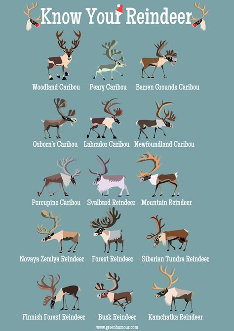 Green Humour: Know Your Reindeer Deer Breeds, Svalbard Reindeer, Animal Information, 8 Reindeer, Reindeer Drawing, Animals Information, Not Talking, Animal Science, Animal Species