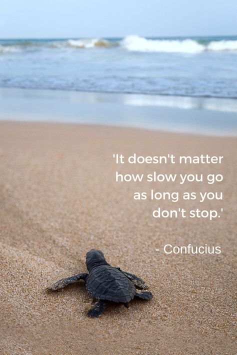 ❤️ Motivation Fatloss, Turtle Quotes, Confucius Quotes, Gym Diet, Lifestyle Motivation, Beach Quotes, Baby Turtles, Doesn't Matter, Health Lifestyle