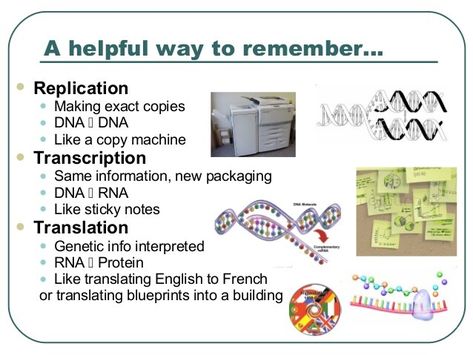 Replication Of Dna Notes, Dna Replication Notes, Dna Replication Diagram, Dna Translation, Dna Transcription And Translation, Microbiology Study, Biochemistry Notes, Dna Polymerase, Dna Genetics