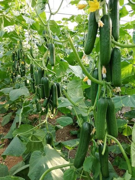 Cucumber Farming in polyhouse - step by step Guide 5 Salad Recipes Cucumber, Cucumbers And Onions In Vinegar, Cucumbers Recipes, Cucumber Water Recipe, Cucumber Garden, Cucumber Salad Recipes, Recipes Cucumber, Cucumber Snacks, Cucumber Drink