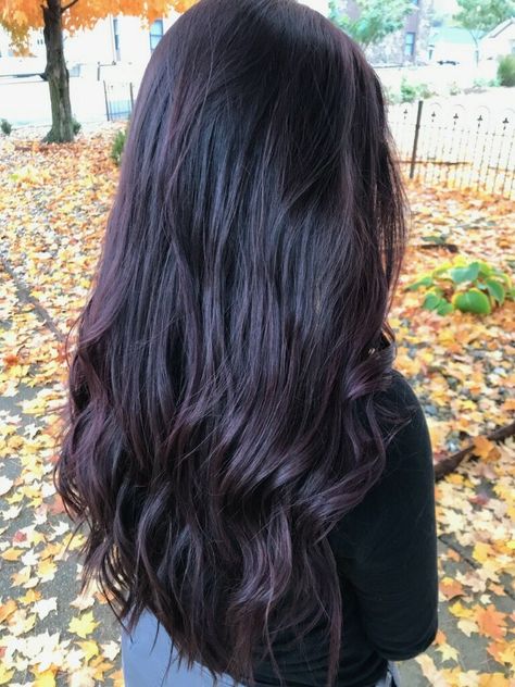 Burgundy Fall Hair, Plum Black Hair, Violet Black Hair, Dark Violet Hair, Blackberry Hair Colour, Deep Purple Hair, Purple Black Hair, Purple Brown Hair, Burgundy Hair Dye