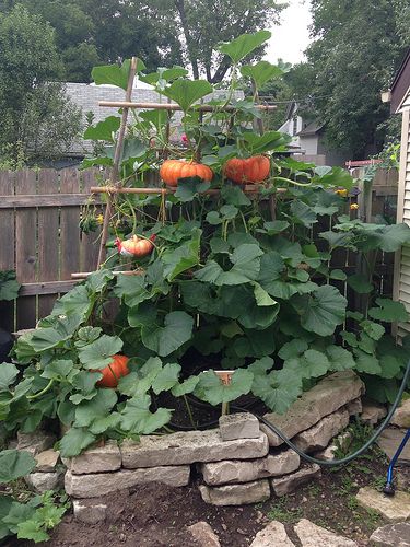 a vertical pumpkin patch in a tiny urban backyard | Offbeat Home Kebun Herbal, Taman Diy, Urban Backyard, Growing Pumpkins, Potager Garden, The Secret Garden, Vegetable Garden Design, Garden Trellis, Garden Bed