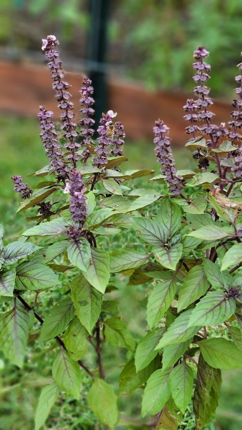 Have you been wondering how to get huge bushy basil plants? This blog post will tell you how to grow and harvest basil. Harvest Basil, Grow Basil, Harvesting Basil, Magic Mountain, Growing Basil, Basil Plant, Herb Garden, How To Grow, Green Thumb