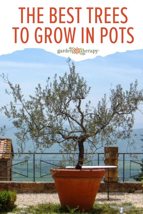 Planting Trees In Pots, Potted Trees For Privacy, Pot Trees Outdoor, Tree Planters Ideas, Best Potted Trees Outdoor, Tree In Planter Outdoors, Deck Trees In Pots, Pine Tree In Pot, Best Trees For Pots Outdoors