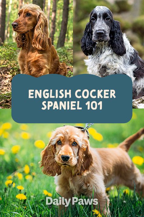 Intelligent and naturally curious, English cocker spaniels are compact hunting dogs bred to flush and retrieve game. These cheerful pups also make great family pets—kids and seniors alike will find a loyal companion in the English cocker. #breeds #petbreeds #breedroundup #catbreeds #kittenbreeds #dogbreeds #bestcatbreeds #bestdogbreeds English Spaniel Cocker, English Cocker Spaniel Colors, English Cocker Spaniel Haircut, Cocker Spaniel Colors, Cocker Spaniel Breeders, Cocker Spaniel Haircut, English Cocker Spaniel Puppies, Cocker Spaniel Breeds, English Spaniel