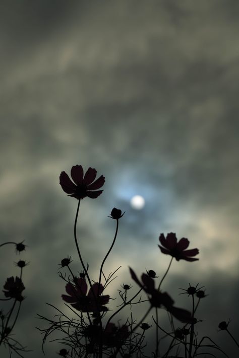 Flowers of the night | Tohr Jien | Flickr Night Time Flowers, Flowers That Bloom At Night, Flowers At Night Aesthetic, Flowers Night Aesthetic, Night Flowers Aesthetic, Gardens At Night, Gilroy Gardens, Phone Update, Moody Garden