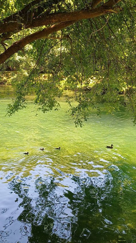 aesthetic nature photos river with ducks🦆 River Girl Aesthetic, Erin Core Aesthetic, River Aesthetic Summer, Erin Aesthetic, Erin Core, Madison Core, Aesthetic Summer Wallpaper, River Aesthetic, River Photos