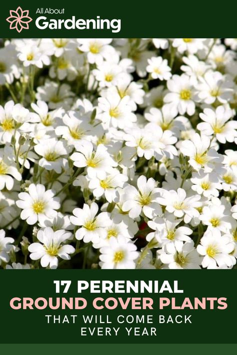 White Ground Cover Perennials, Allysum Ground Cover, Perennial Ground Cover Sun, White Ground Cover, Flowering Ground Cover Perennials, Ground Cover Plants For Sun, Full Sun Ground Cover, Ground Cover Perennials, Ground Covers For Sun