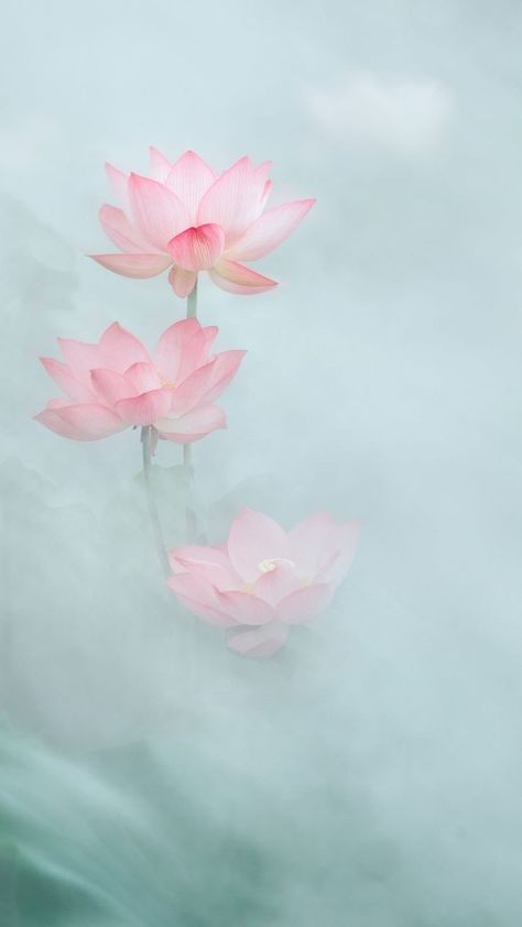 Meditation Illustration, Flowers Photography Wallpaper, Lotus Flower Wallpaper, Flower Art Images, Lotus Wallpaper, Lotus Flower Pictures, Lotus Flower Art, Lotus Painting, Lotus Art