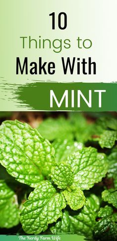 Container Herbs, Mint Plant Uses, Homemade Apothecary, Harvest Herbs, Herb Ideas, Mint Herb, Herbs Plants, Farm Wife, Herb Gardens