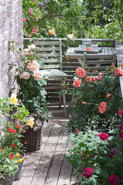 Apartment Patio Gardens, Rose Garden Design, Small Balcony Garden, Balcony Flowers, Decoration Plante, Rose Pictures, Growing Roses, Planting Roses, Garden Pictures