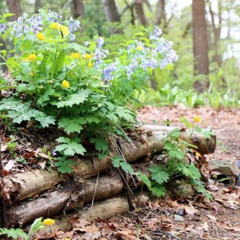 Woodsy Yard Ideas, Woodland Landscaping Ideas Backyards, Using Logs In Landscaping, Wildlife Garden Ideas Uk, Woodland Garden Design Layout, Landscaping With Logs, Woodland Homestead, Country Landscaping Ideas, Woodland Garden Ideas