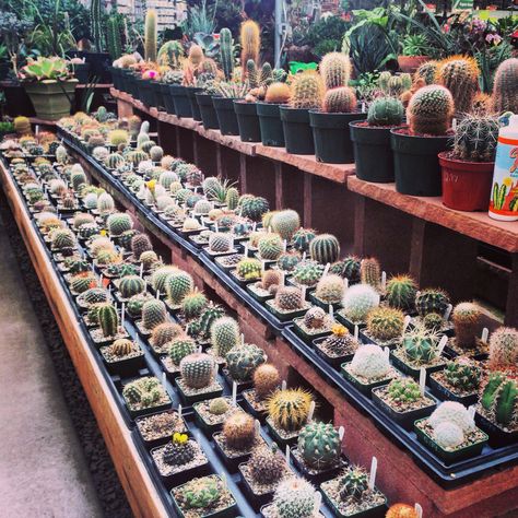 Cactus - Paulino Gardens - Denver, Colorado - 4.27.2014 Cactus Garden Design, Lithops Succulents, Garden Center Displays, Wholesale Plants, Vertical Garden Design, Succulent Garden Diy, Cactus Succulents, Succulent Gardening, Succulents Indoor