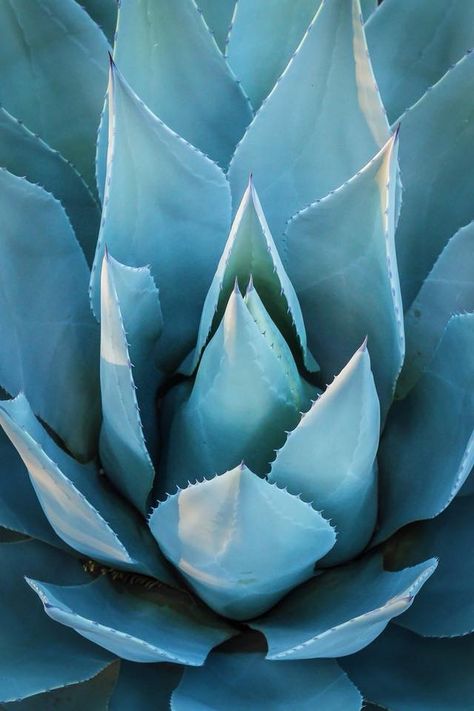 Agave Illustration, Agave Photography, Event Cocktails, Agave Field, Blue Agave Plant, Cactus Dress, Agave Azul, Dry Garden, Blue Agave