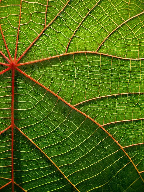 ~~ macaranga ~~ Macro Fotografie, Texture Photography, Abstract Photography, Foto Inspiration, Natural Forms, Patterns In Nature, Surface Textures, Green Leaf, Color Textures