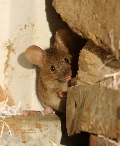 House mouse | Raider of the chicken pen... | Amy Lewis | Flickr Pet Mice, House Mouse, Little Critter, Cute Mouse, Hamsters, Soft Sculpture, Cute Creatures, Rodents, Wild Life