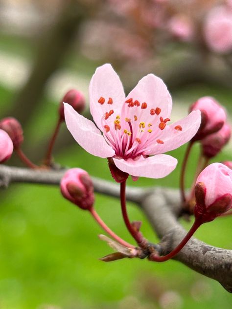 Flowers, cherry blossom, blossom, sakura, spring Flowers Cherry Blossom, Cherry Blossom Petals, Cherry Blossoms Illustration, Botanical Illustration Vintage, Sakura Flower, Cherry Blossom Flowers, Spring Photos, Color Palette Design, Spring Blossom