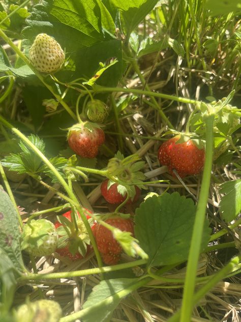 Strawberry Athestic, Strawberry Field Aesthetic, Strawberry Farm Aesthetic, Strawberry Fields Aesthetic, Berry Picking Aesthetic, Strawberry Picking Aesthetic, Strawberry Shortcake Aesthetic, Strawberries Aesthetic, Desserts Strawberry