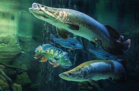 Arapaima Fish, Marine Life Art, Pretty Fish, Wild Animals Pictures, Beyond The Sea, Water Animals, Aquatic Life, Silly Animals, Marine Animals