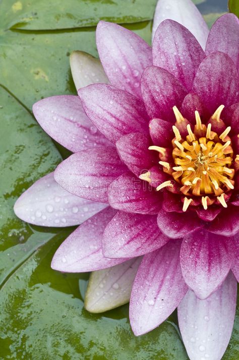 Lotus flower closeup. Lotus flower macro picture. Water drops on the petals #Sponsored , #SPONSORED, #Ad, #flower, #macro, #drops, #closeup Japanese Lily Pad, Lotus Flower Painting, Macro Pictures, Macro Photography Flowers, Lotus Flower Pictures, Macro Flower, Art Folder, Close Up Photography, Water Drops